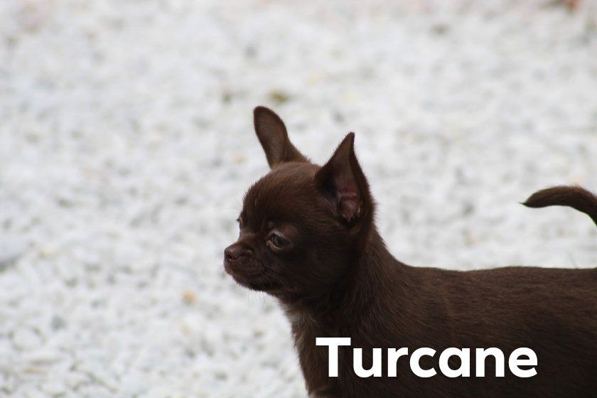 Du Domaine Des Joyeuses Truffes - Chiot disponible  - Chihuahua