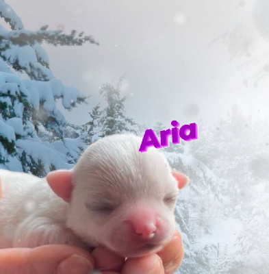 Aria