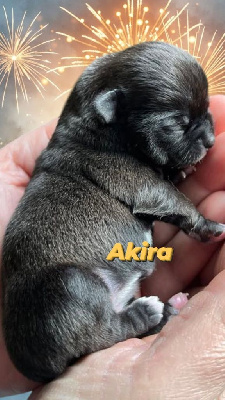 Akira